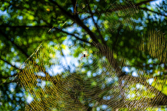 Spider sits in the center of an intricate web in a forest near Morondava