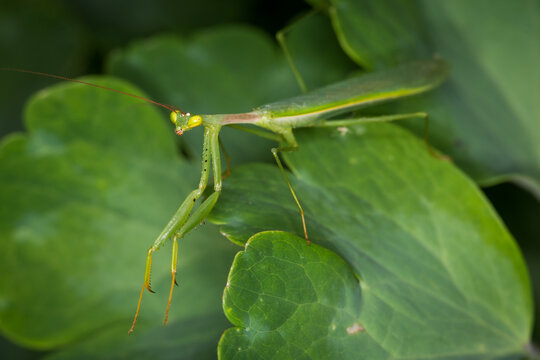 closeup of a praying mantis against out of focus background