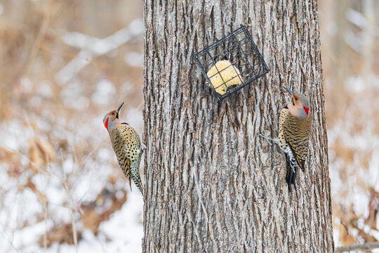 01193-02614 Northern Flickers (Colaptes auratus) males near suet basket Marion Co. IL