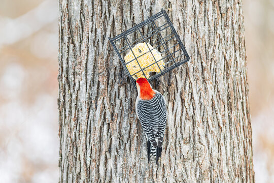 01196-04602 Red-bellied Woodpecker (Melanerpes carolinus) male eating suet in winter Marion Co. IL