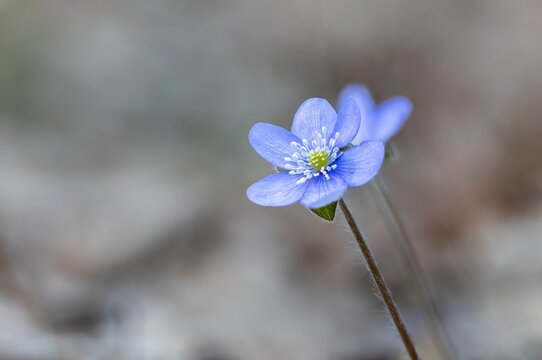 Macro shot of a blue liverleaf flower on a fuzzy stem against a soft bokeh background in a forest setting with copy space and nobody.
