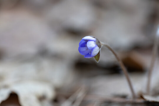 A close up shot of a single blue hepatica flower bud beginning to bloom among fallen leaves in a forest setting with a blurred background, selective focus, and copy space.