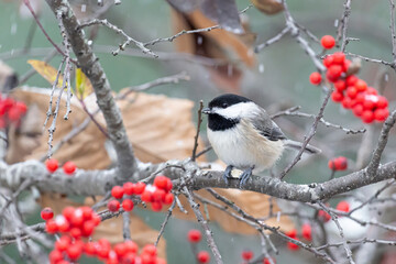01299-04219 Carolina Chickadee (Poecile carolinensis) in Winterberry Bush (Ilex verticillata) in winter Marion Co. IL © Daybreak Imagery