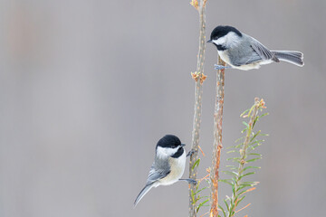 01299-04105 Carolina Chickadees (Poecile carolinensis) in fir tree in winter Marion Co. IL © Daybreak Imagery