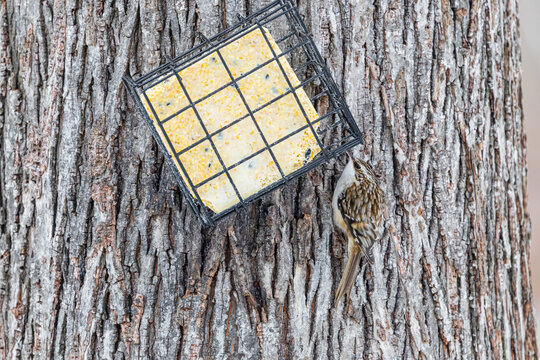 01313-00219 Brown Creeper (Certhia americana) eating at suet basket Marion Co. IL