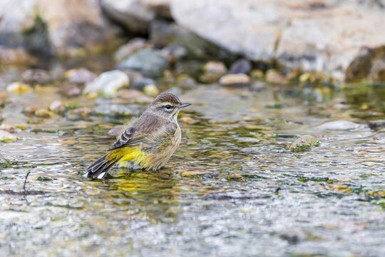 01480-00301 Palm Warbler (Setophaga palmarum) bathing Marion Co. IL