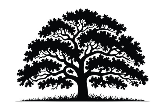 Silhouette of a large oak tree with lush canopy tree trunk silhouette