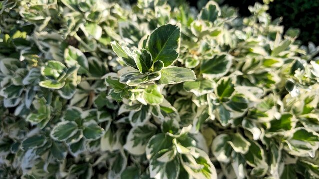 Variegated green and white leaves of Euonymus fortunei shrub, England, UK