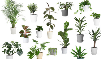 Different house plants in pots isolated on white, set © New Africa