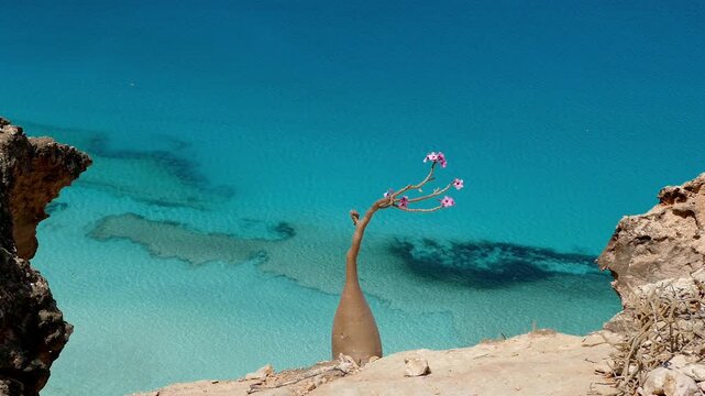 Blooming Socotra desert rose tree above turquoise sea on rocky cliff, Yemen
