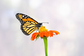 Macro of a monarch butterfly (danaus plexippus) feeding on a tithonia sunflower. Side view on plain background. © Corry Anne