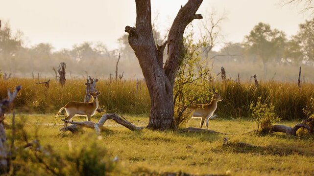 Epic shot of two Lechwe (Kobus leche) looking at the camera in Okavango delta Moremi Game Reserve of South africa.