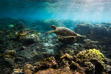 Tortune marine dans un lagon de l'île de la Réunion, nageant au milieu de corail et de poissons tropicaux © Stephane Pothin