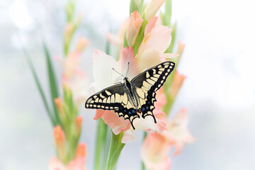 Macro of an Oregon swallowtail (papilio machaon oregonius) butterfly resting on gladiolus flowers. Top view with wings open. © Corry Anne