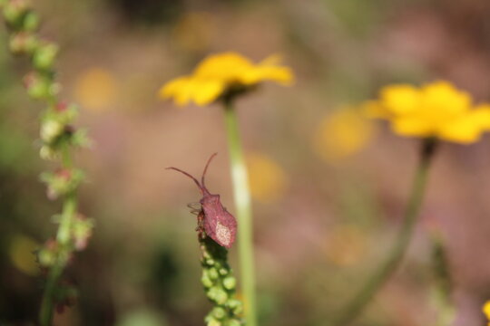  squash bug Haploprocta sulcicornis Perched on Green Plant Stem with Yellow Flowers
