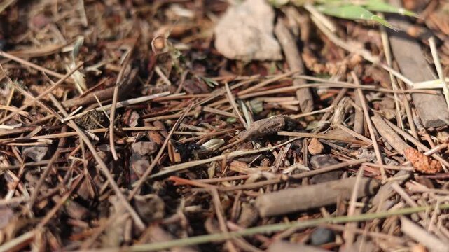 Macro shot of a single ant navigating through twigs and dry leaves with a grain.