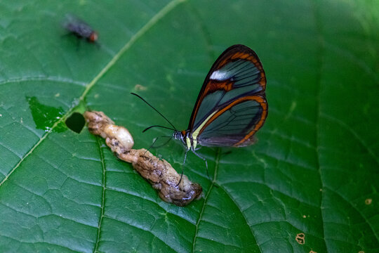 Butterfly Resting on Leaf in Natural Environment	