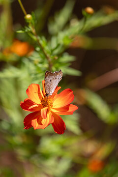 Butterfly Resting on Flower in Natural Environment	