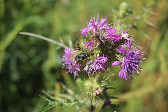 White Spotted  Beetle (Oxythyrea funesta) on Purple Thistle Flower in Spring