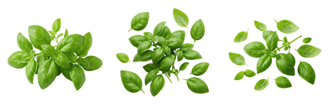 Set of Fresh Green Basil Leaves Isolated on White Background - Culinary Herb, Italian Cooking Ingredient, Healthy Seasoning, Organic Produce, and Food Photography Design Element Assets