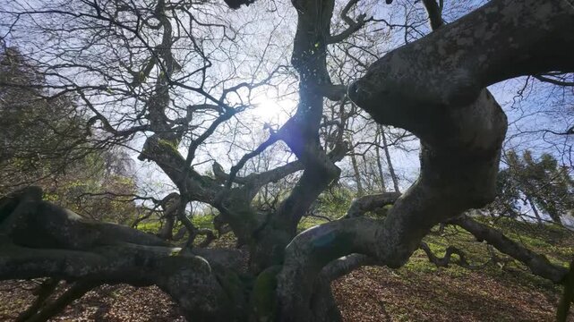 Ancient twisted beech trees create dramatic woodland atmosphere