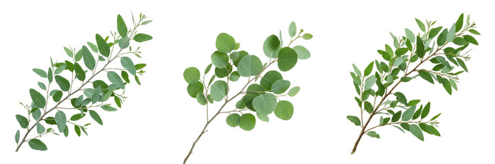 Green Eucalyptus Stem with Small Round Leaves Isolated on White Background - Botanical Nature Element for Floral Design, Wellness Branding, Minimalist Decor, and High-Resolution Graphic Assets © Gooer