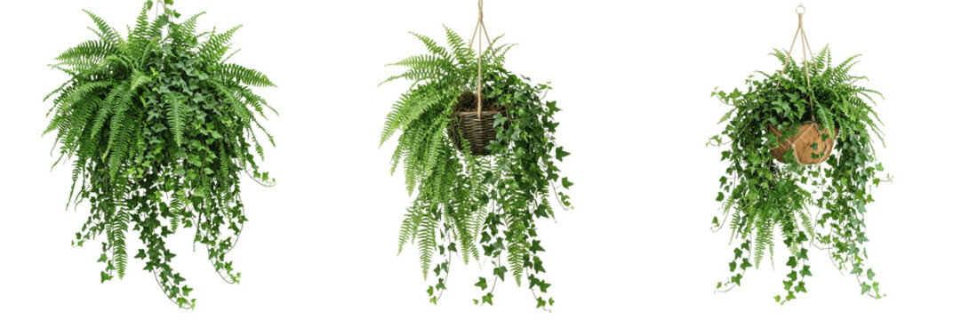Lush Green Hanging Fern Plant Isolated on White Background - Tropical Indoor Houseplant for Home Interior Decor, Urban Jungle Styling, Botanical Study, and Environmental Graphic Design Assets