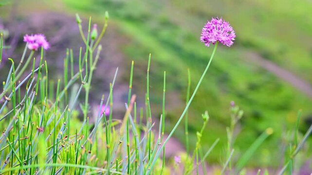 Honey bee flying and pollinating wild purple flower in the mountains.
