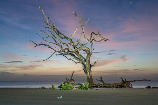 View of a gnarled dead tree standing on a sandy beach under a colorful twilight sky with calm ocean waters.