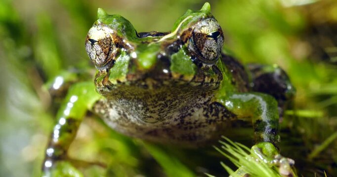 Pinocchio Rainfrog (Pristimantis appendiculatus).An unusual frog with a pointed nose occurring in cloud forest on the western slopes of the Andes in Ecuador. 