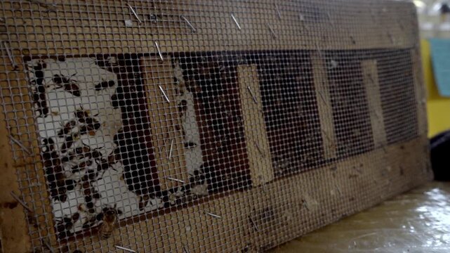 Closeup view of honey bees working inside wooden hive frame behind mesh screen, natural beekeeping process showing colony activity and honey production environment