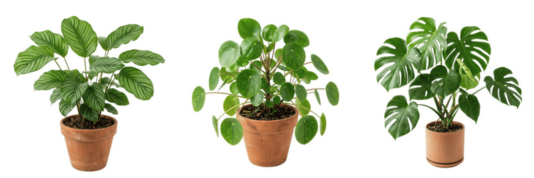 Potted Pilea Peperomioides Plant Isolated on White Background - Trendy Chinese Money Plant for Modern Home Decor, Office Greenery, and Nature-Themed Graphic Design Assets