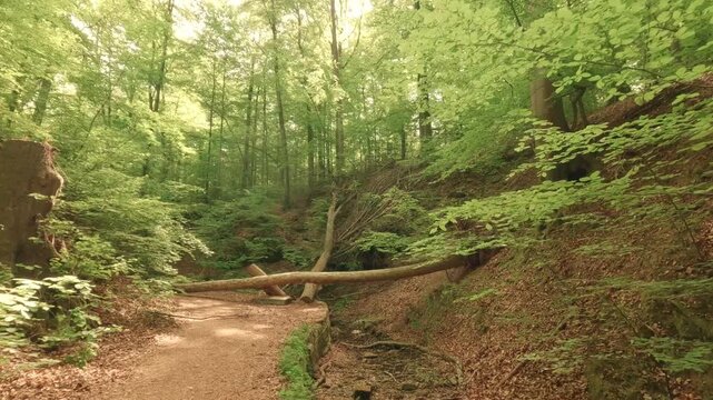 Deep within a forest gorge&mdash;atmospheric, close to nature, and fairytale-like