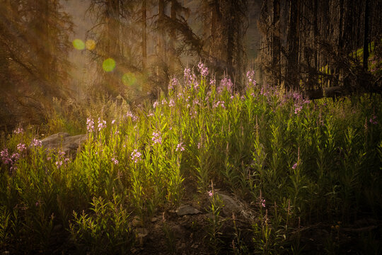 Colorado, USA: View of blooming pink fireweed wildflowers in a sunlit forest clearing with golden light and lens flares.