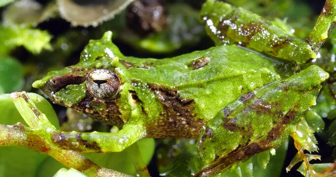 Pinocchio Rainfrog (Pristimantis appendiculatus).An unusual frog with a pointed nose occurring in cloud forest on the western slopes of the Andes in Ecuador. 