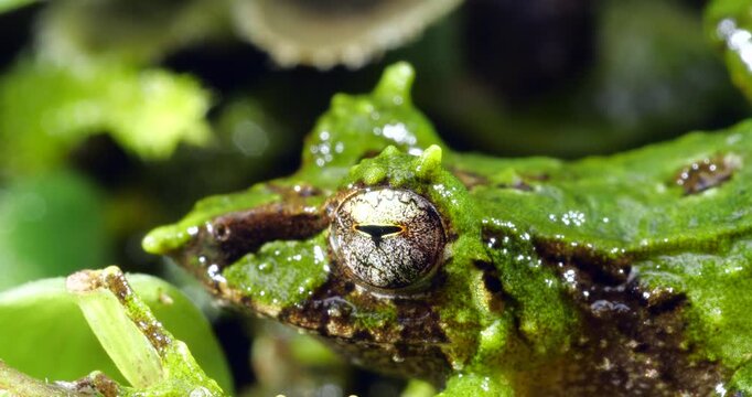 Pinocchio Rainfrog (Pristimantis appendiculatus).An unusual frog with a pointed nose occurring in cloud forest on the western slopes of the Andes in Ecuador. 