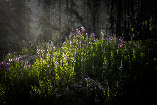 View of vibrant purple fireweed wildflowers illuminated by a dramatic beam of sunlight filtering through a dark and dense forest.