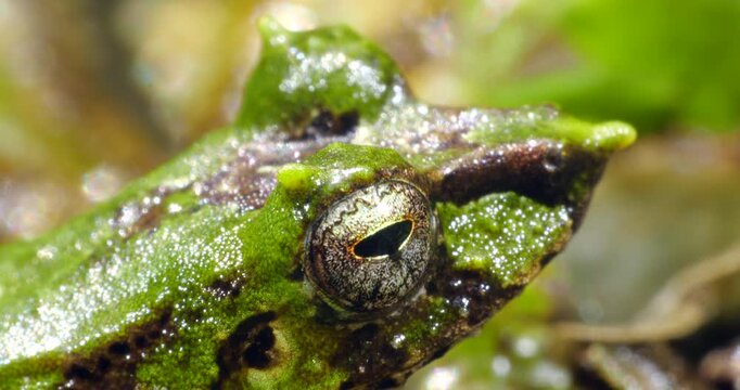 Pinocchio Rainfrog (Pristimantis appendiculatus).An unusual frog with a pointed nose occurring in cloud forest on the western slopes of the Andes in Ecuador. 