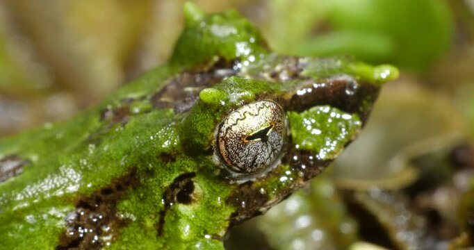 Pinocchio Rainfrog (Pristimantis appendiculatus).An unusual frog with a pointed nose occurring in cloud forest on the western slopes of the Andes in Ecuador. 