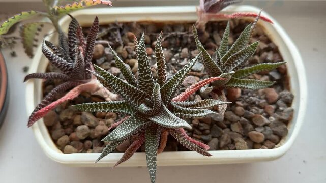 Succulent on windowsill in white pot, speckled green rosette with red tipped leaves, pebble covered substrate, soft morning
