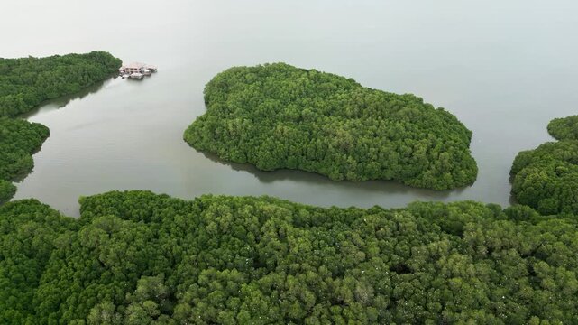 Lush mangrove forest island divided by smooth water channels with large bird colonies resting on treetops in a quiet tropical coastal ecosystem Aerial drone vew