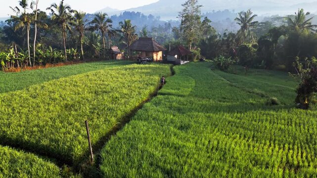 People walking along narrow path through lush rice fields in warm early morning light with small farmhouse nearby capturing authentic rural life in Bali, smooth aerial push forward shot