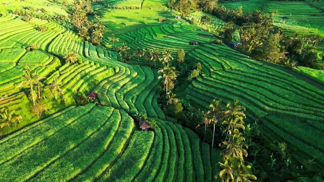 Terraced rice fields in golden morning light across Bali with lush greenery and flowing agricultural patterns across tropical landscape ascending drone shot