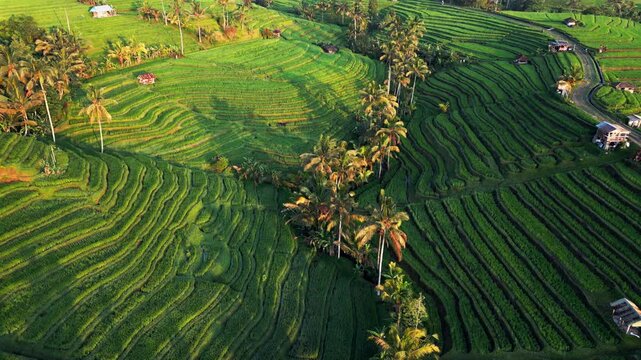 Rice terraces in warm morning sunlight with layered agricultural patterns and tropical greenery showcasing scenic farmland landscape and traditional cultivation drone push-in with tilt-up reveal