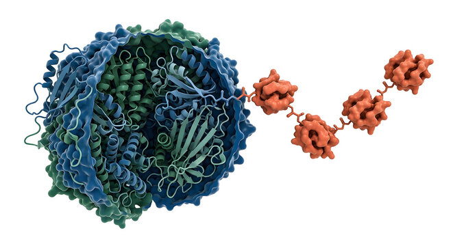 Detailed 3D Scientific Render of a Polyubiquitin Chain Tagging a Target Protein for Degradation