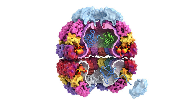 Intricate 3D Cross-Section of a Chaperone Protein Complex Refolding a Molecule on White Background