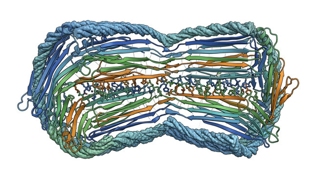 Detailed 3D Molecular Structure Cross-Section of an Amyloid Protein Aggregate