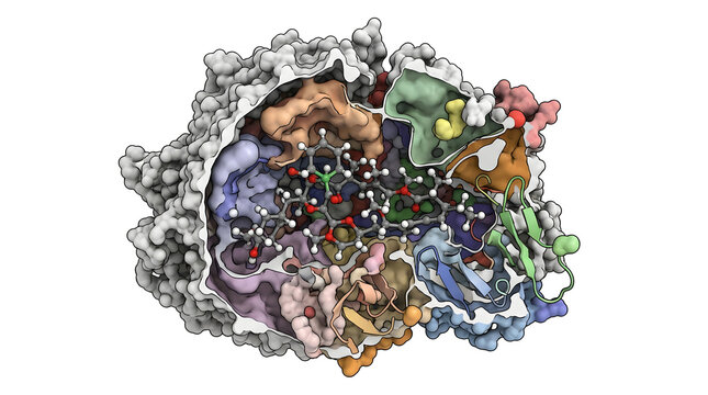 Detailed 3D Cross-Section Render of Rapamycin (mTOR Inhibitor) Protein Interaction