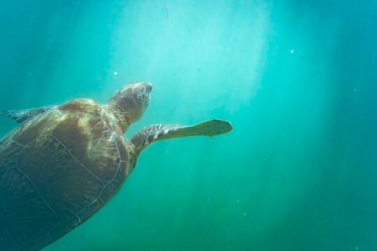 View of a sea turtle swimming through clear turquoise water with sun rays filtering from the surface.