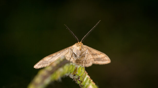 Scopula rubraria, also called a plantain moth, is a species of moth of the family Geometridae